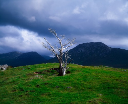 Dead Tree, Connemara, Co Galway, Ireland PosterPrint - Item # VARDPI1813475