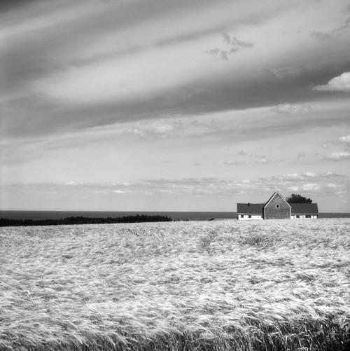 Wheat field and barn on farmland; North Rustico, Prince Edward Island, Canada PosterPrint - Item # VARDPI2333741