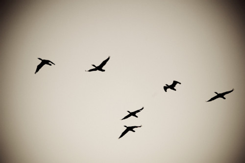 Lake Of The Woods, Ontario, Canada; Birds Silhouetted Against The Sky PosterPrint - Item # VARDPI1837777