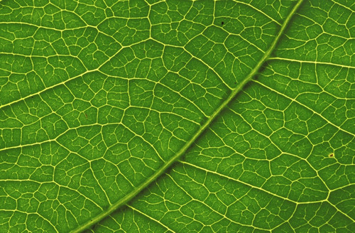 Close-Up Detail Of Leaf With Vein Patterns Beautiful Texture PosterPrint - Item # VARDPI1990737