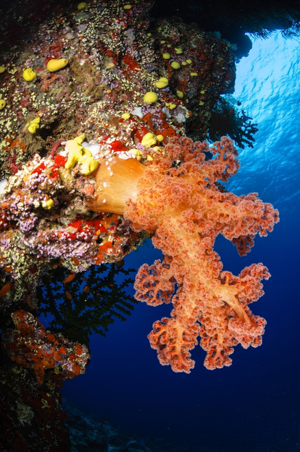 Soft coral seascape, Fiji Poster Print - Item # VARPSTTSW400013U