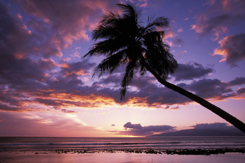 Hawaii, Maui, Olowalu, Purple Sunset With Lanai In Distance And Palm Silhouette. PosterPrint - Item # VARDPI1998112