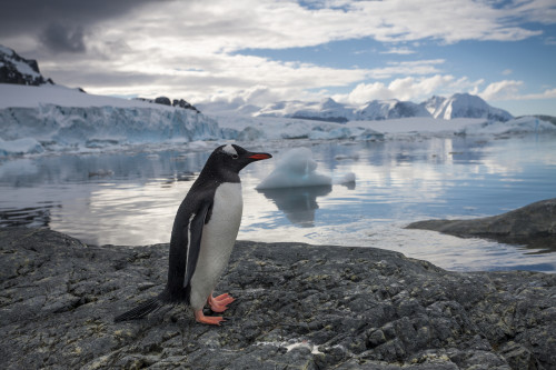 Antarctica, Cuverville Island, Gentoo Penguin (Pygoscelis papua) standing on rocky shoreline along Errera Channel PosterPrint - Item # VARDPI2429458