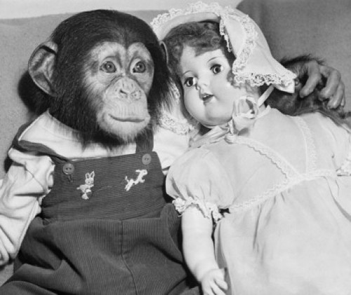 Close-up of a young chimpanzee with a doll Poster Print - Item # VARSAL9901560A