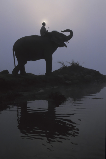 An Elephant With Its Mahout Stand At The Edge Of The Rapti River Near Sauraha And Chitwan National Park; Nepal PosterPrint - Item # VARDPI2038326