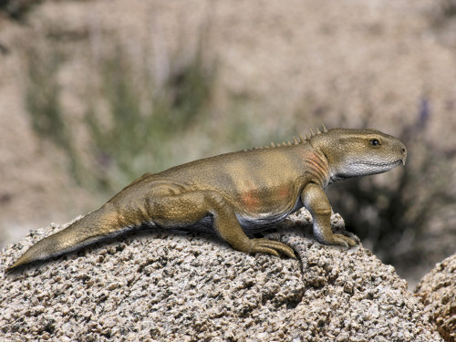 Priosphenodon is an extinct Rhynchocephalian from the Late Cretaceous period Poster Print - Item # VARPSTNBT100179P