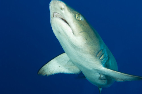 Whitetip reef shark, facial view, Fathers reef, Kimbe Bay, Papua New Guinea Poster Print - Item # VARPSTSJN400021U