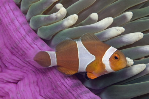Malaysia, Mabul Island, Western Clown Anemone Fish (Amphiprion Ocellaris) PosterPrint - Item # VARDPI1988433