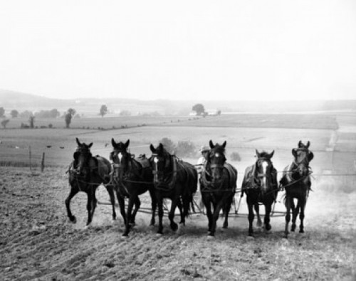 Farmer plowing a field with a group of horses  Pennsylvania  USA Poster Print - Item # VARSAL25524848 Farmer plowing a field with a group of horses  Pennsylvania  USA Poster Print - Item # VARSAL25524848