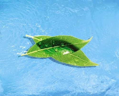 Two crossed green leaves floating in shallow blue water Poster Print by Panoramic Images (36 x 30) - Item # PPI117895