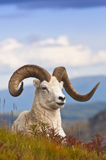 Adult Dall Sheep Ram Resting On A Hillside On Fall Tundra Near Savage River Valley In Denali National Park And Preserve, Interior Alaska, Autumn PosterPrint - Item # VARDPI2094387