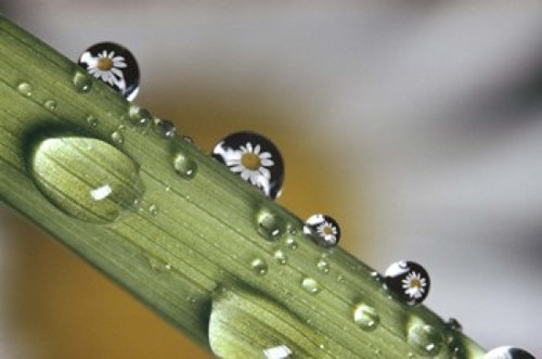 Dew drops on a stem Poster Print by Panoramic Images (16 x 11) - Item # PPI121298