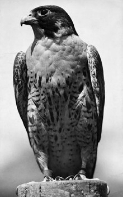 Falcon perching on a tree stump Poster Print - Item # VARSAL9901473