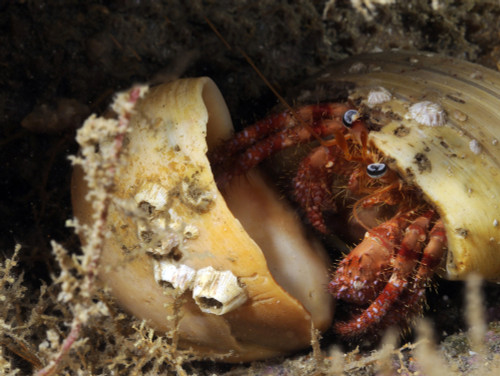 Hermit Crab tucked away in its protective shell off the coast of North Carolina in the Atlantic Ocean Poster Print - Item # VARPSTKWD400021U