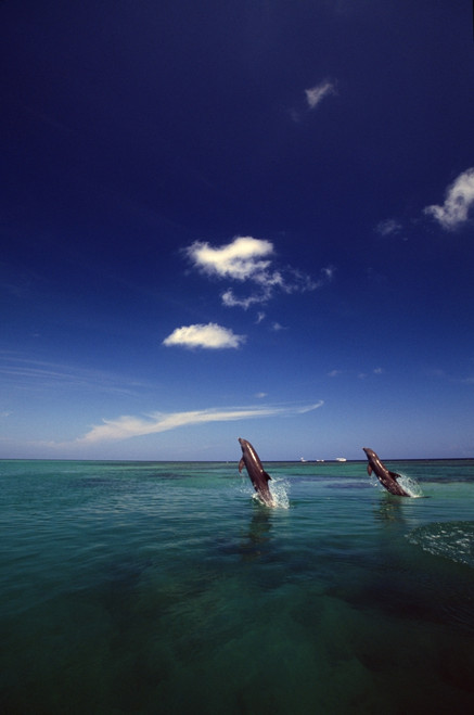 Two Bottlenose Dolphins Dancing Across Water On Tails, Caribbean Sea PosterPrint - Item # VARDPI1783800 Two Bottlenose Dolphins Dancing Across Water On Tails, Caribbean Sea PosterPrint - Item # VARDPI1783800