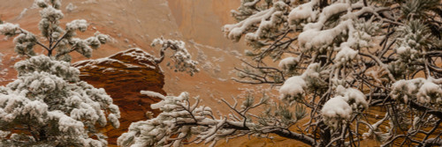 Snow covered branches of Ponderosa Pine tree, Zion National Park, Utah, USA Poster Print - Item # VARPPI167591