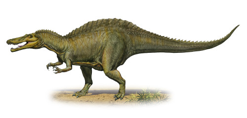Suchomimus tenerensis, a prehistoric era dinosaur from the Cretaceous period Poster Print - Item # VARPSTSKR100099P