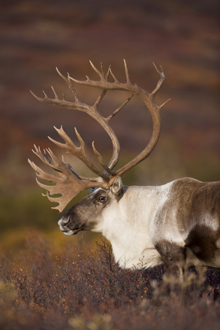 Bull Caribou On Autumn Tundra In Denali National Park, Interior Alaska PosterPrint - Item # VARDPI2096125