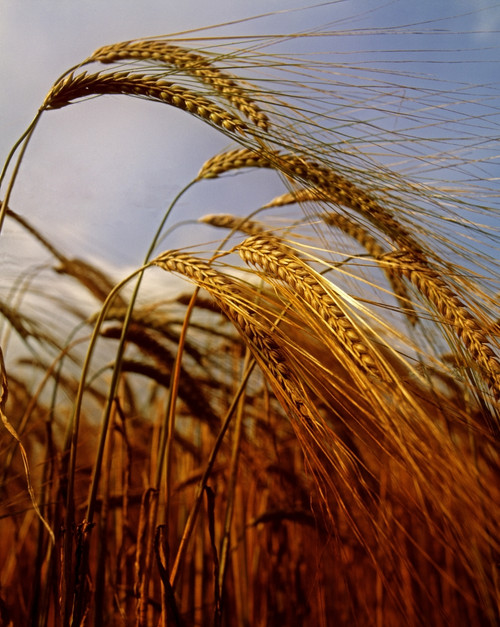 Barley, Co Meath, Ireland PosterPrint - Item # VARDPI1801689