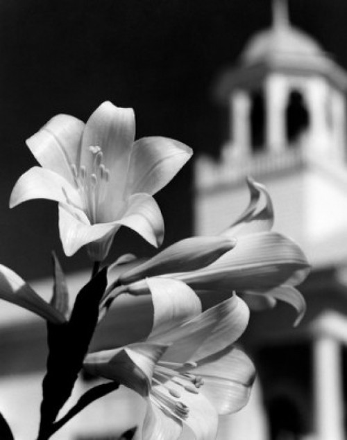 Close up of Easter Lilies blooming with clock tower in background Poster Print - Item # VARSAL25536085