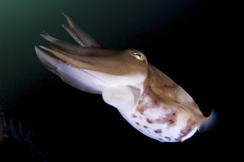 Full body view of a broadclub cuttlefish amongst a reef in green water, Komodo National Park, Indonesia Poster Print - Item # VARPSTSJN400668U