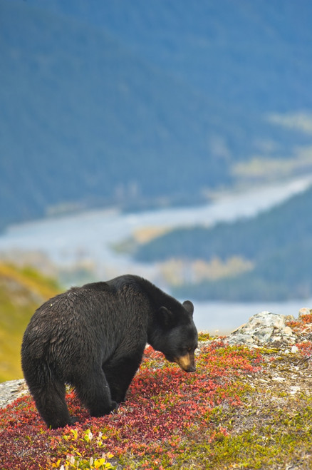 A Black Bear Foraging For Berries On A Hillside Near The Harding Icefield Trail Near Exit Glacier And Resurrection Valley In The Background, Kenai Fjords National Park, Seward, Southcentral Alaska, Autumn PosterPrint - Item # VARDPI2160839