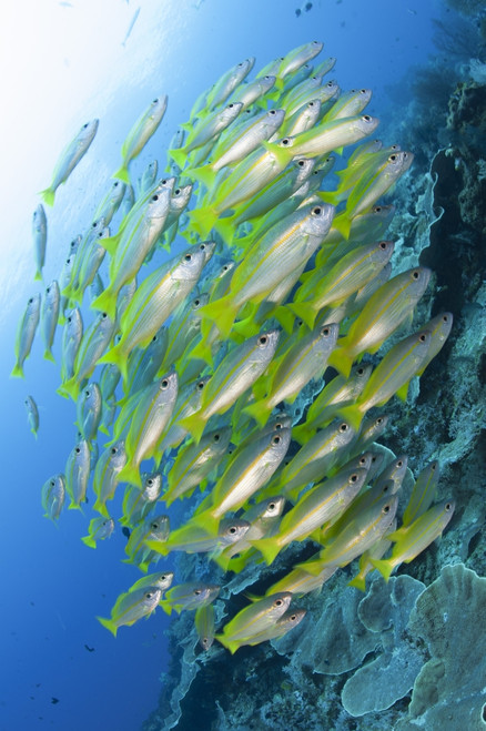 Schooling brownstripe snapper, Raja Ampat, West Papua, Indonesia Poster Print - Item # VARPSTSJN400526U