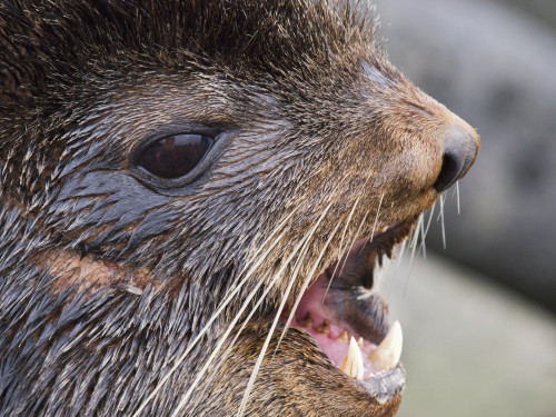 Close Up Portrait Of Bull Northern Fur Seal, St. Paul Island, Southwest Alaska, Summer PosterPrint - Item # VARDPI2093530