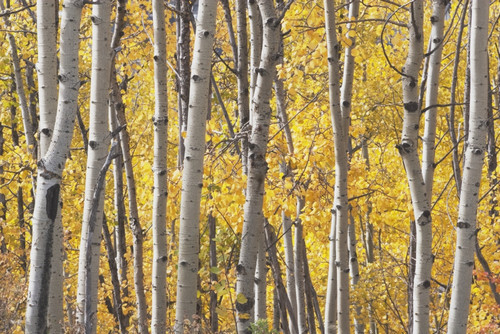 Kananaskis Country, Alberta, Canada; Aspen Trees In Autumn PosterPrint