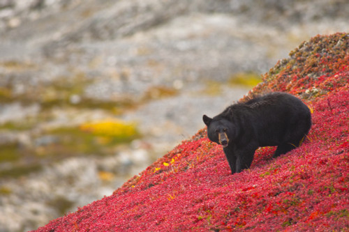 Black Bear Foraging For Berries On A Bright Red Patch Of Tundra Near The Harding Icefield Trail At Exit Glacier, Kenai Fjords National Park, Southcentral Alaska, Autumn PosterPrint - Item # VARDPI2099988