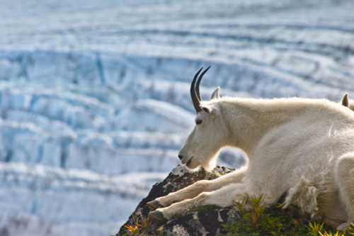Close Up Of A Female Mountain Goat Lying On A Hillside With Exit Glacier In The Background, Southcentral Alaska, Summer PosterPrint - Item # VARDPI2332018