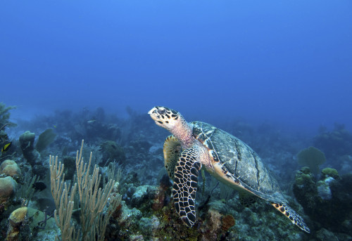 Hawksbill Turtle on caribbean reef Poster Print - Item # VARPSTKWD400114U