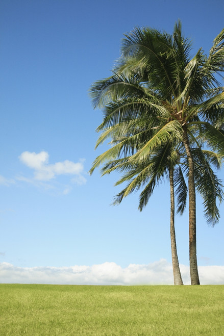 Hawaii, Oahu, Landscape Of Coconut Palm Tree On Grass. PosterPrint - Item # VARDPI1974297