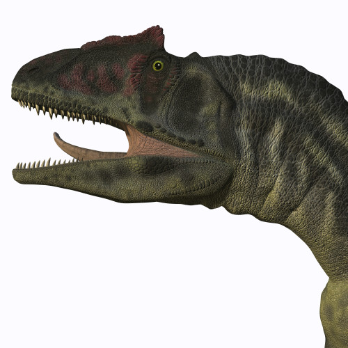 Allosaurus was a carnivorous theropod dinosaur in the Late Jurassic Period of North America Poster Print - Item # VARPSTCFR200328P
