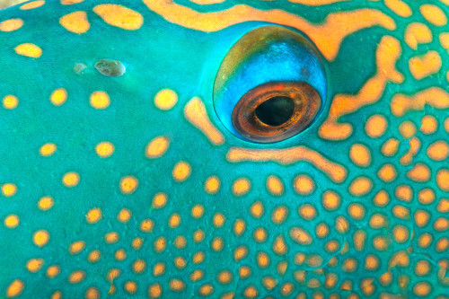 Australia, Extreme Close-Up Eye Of Bicolor Parrotfish (Cetoscarus Bicolor) PosterPrint - Item # VARDPI2003389