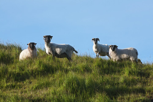 Sheep on Dingle Peninsula; County Kerry, Ireland PosterPrint - Item # VARDPI2429600