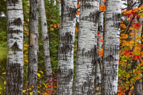 Aspen Trees Surrounded By Colourful Autumn Leaves In Algonquin Provincial Park; Ontario Canada PosterPrint - Item # VARDPI2076079
