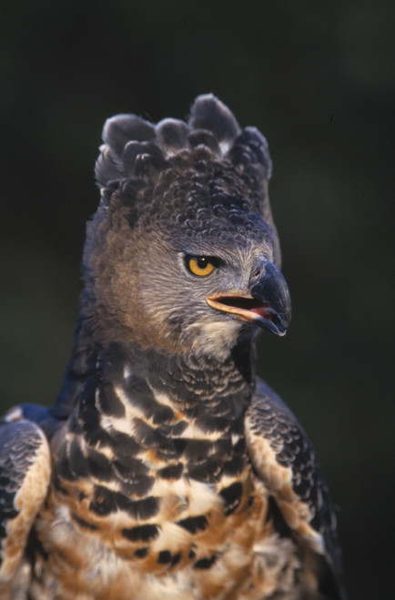 African Crowned Eagle PosterPrint - Item # VARDPI1782117