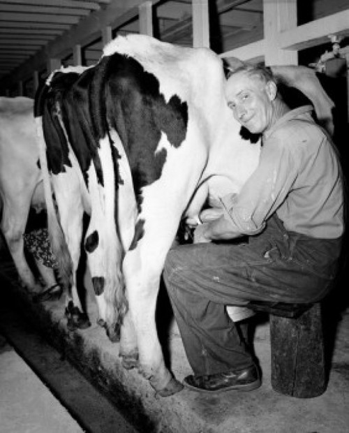 Man milking cow and looking at camera Poster Print - Item # VARSAL255416902