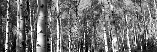 Forest, Grand Teton National Park, Teton County, Wyoming, USA Poster Print - Item # VARPPI172542