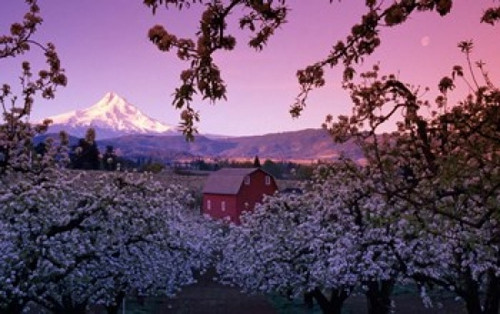 Apple Trees in Oregon Poster Print by Panoramic Images (20 x 12) - Item # PPI102790