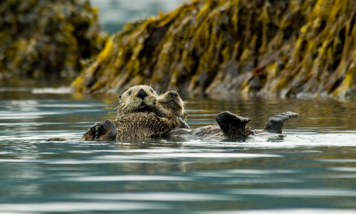 Sea Otter Floating With Pup In Orca Inlet, Off Prince William Sound Near Cordova, Southcentral Alaska, Summer PosterPrint - Item # VARDPI2096402