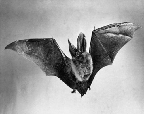 Bat flying with wings spread Poster Print - Item # VARSAL9901253