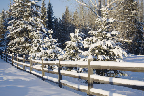 Snow-Covered Evergreens And Rustic Fence; Calgary, Alberta, Canada PosterPrint - Item # VARDPI1925034