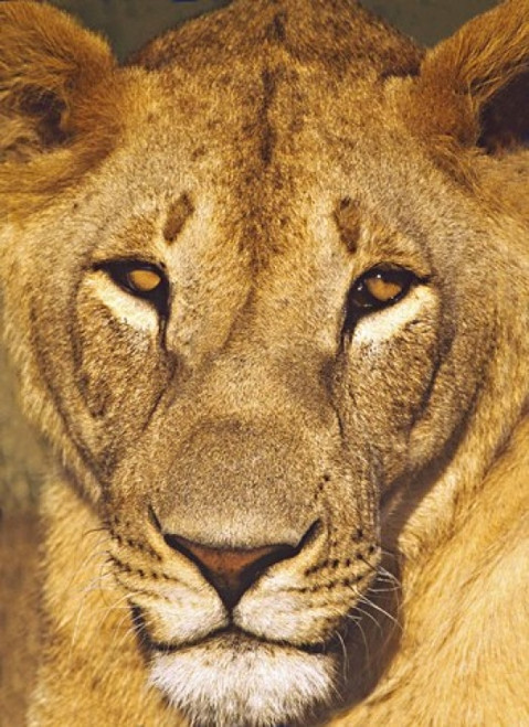 Close-up of a lioness  Tanzania Poster Print by Panoramic Images (18 x 24) - Item # PPI89609