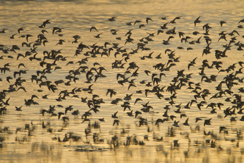 Shorebird Flock At Sunset During Homer Shorebird Festival, Kenai Peninsula, Southcentral Alaska, Spring PosterPrint - Item # VARDPI2139424