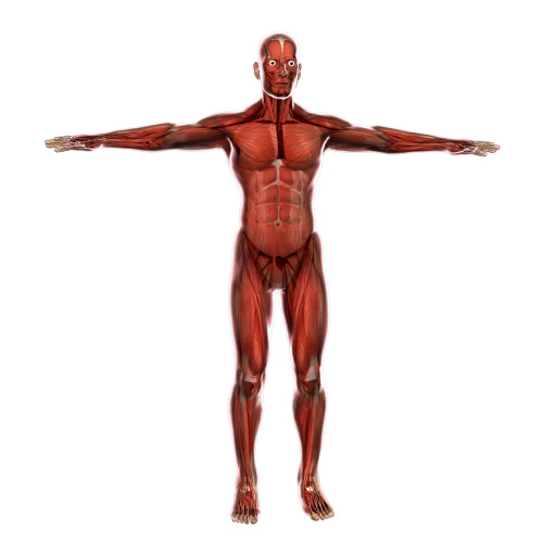 Human muscular system Poster Print - Item # VARPSTSTK701066H