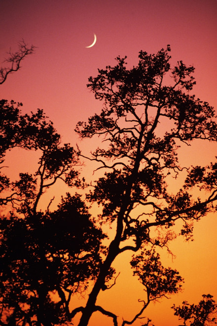 Hawaii, Tree Silhouetted Against Colorful Sunset, Crescent Moon In Sky. PosterPrint - Item # VARDPI1984111