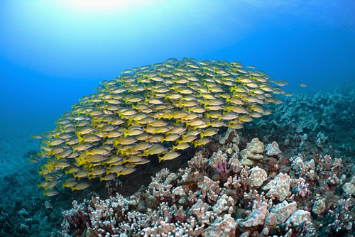 Hawaii, School of Bluestripe Snapper (Lutjanus kasmira) on the ocean floor. PosterPrint - Item # VARDPI2425030