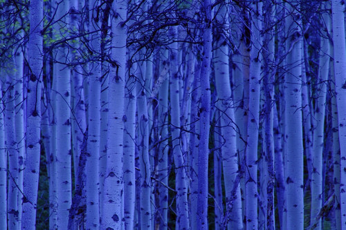 Trees At Night PosterPrint - Item # VARDPI1763777